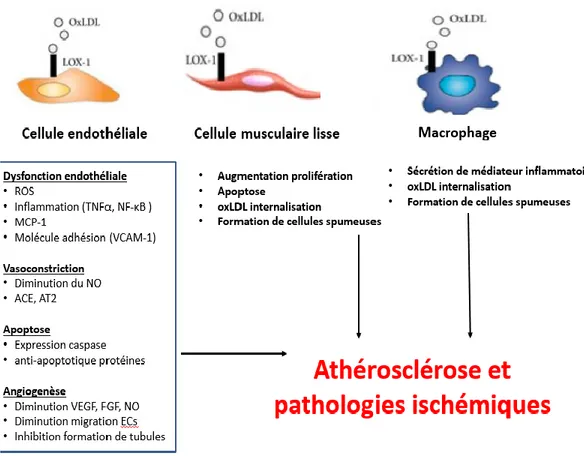 Figure 8.  Effets pathologiques des oxLDL sur les ECs et types cellulaires impliqués  dans l’athérosclérose