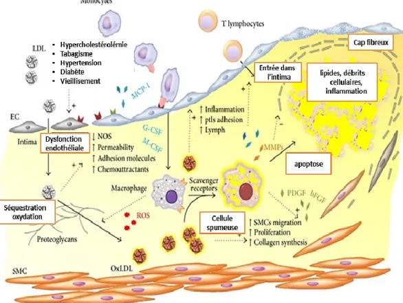 Figure 10.  Mécanismes  et  éléments  clés  associées  au  développement  de  l’athérosclérose : Explication dans le texte