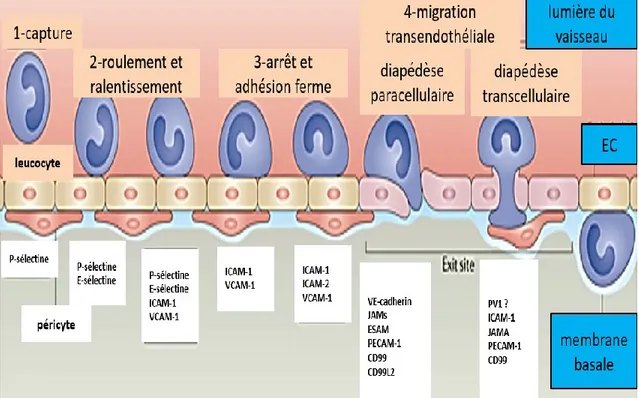 Figure 11.  Étapes d’adhésion des leucocytes à l’endothélium et principales molécules  impliquées