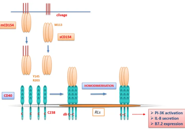 Figure 4 : La translocation et l’homodimérisation du CD40 suite à sa liaison avec  le CD154