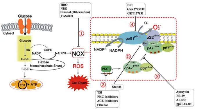 Figure 5 : La NADPH oxydase et ses différents inhibiteurs.  Afin que NOX soit active,  la protéine kinase C (PKC) induit la phosphorylation de p47-phox, déjà associé à p67-phox, et  ainsi démasque ses domaines SH3