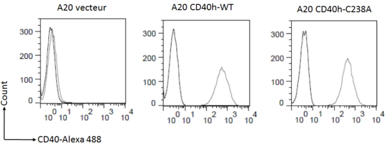 Figure 1 :  Niveau d’expression du CD40h à la surface des cellules A20  transfectées. 72h après la transfection, les cellules transfectées avec le CD40 sauvage  (WT) ou muté (C238A) ont été triées et analysées par FACS afin de tester le niveau  d’expressio
