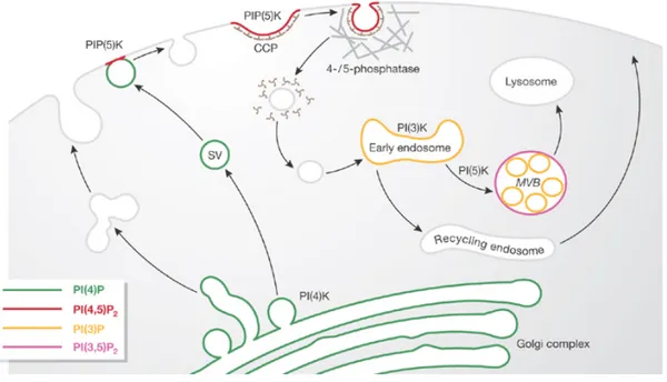 Figure 4.  La composition en PI diffère d’une membrane à une autre  11,25