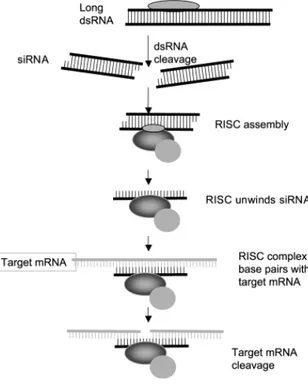 Figure 6.  Schéma illustrant le mécanisme de répression d’un gène par  ARNi 2,32