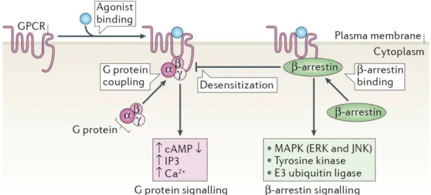 Figure 3.  Les RCPGs, les protéines G et les β-arrestines 