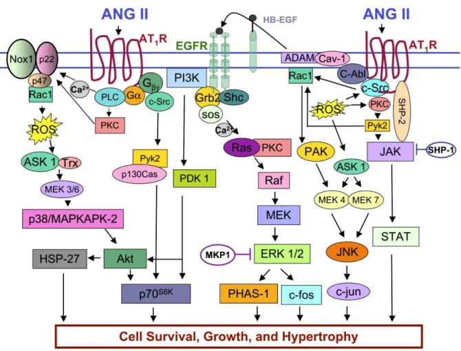 Figure 4.  La signalisation de l'AngII dans la prolifération et la survie des  CMLVs  