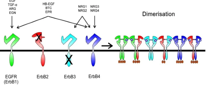 Figure 5.   La famille ErbB des récepteurs RTKs 