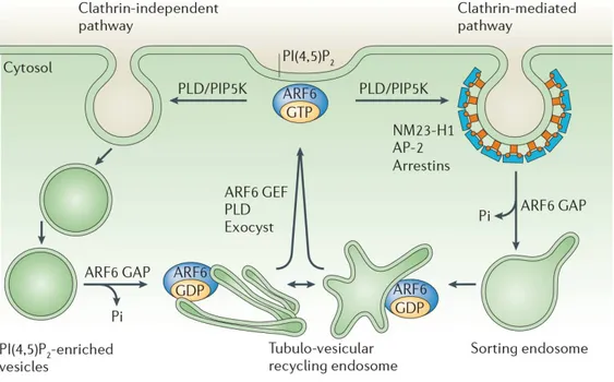 Figure 9.  Rôle d'ARF6 dans l'endocytose et le recyclage des endosomes 