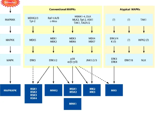Figure 10.  La cascade des MAP Kinases 