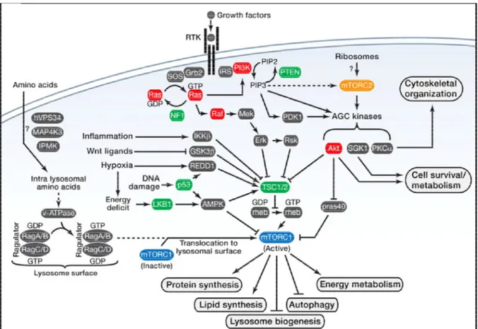 Figure 11.  La signalisation mTOR 