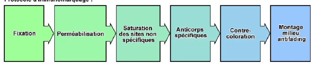 Figure 4. Étapes du protocole d’immunomarquage.    