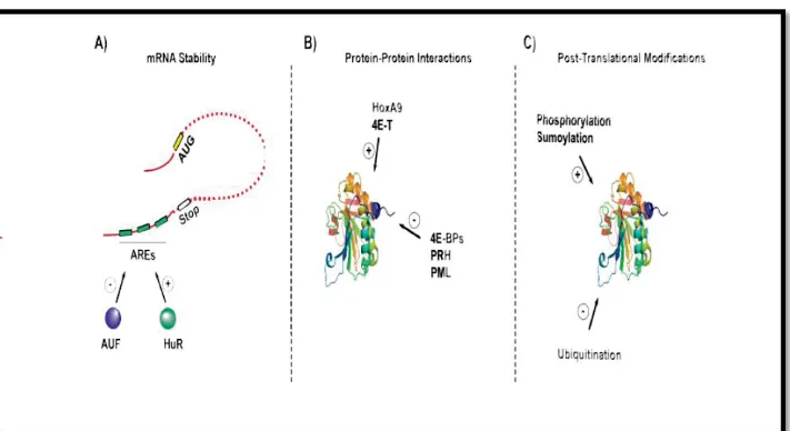 Figure 3: eIF4E is regulated at multiple levels. (A) Regulation of mRNA stability via HuR 