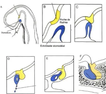 Figure 1. Embryological development of the pituitary gland (Larsen 2003).
