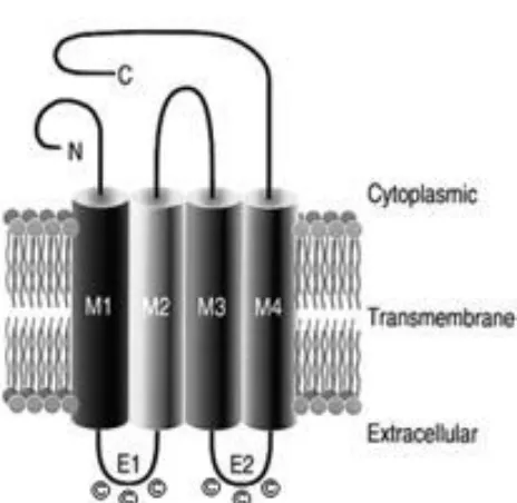 Figure 5. Schematic of connexin protein topology (Sohl and Willecke 2004). 