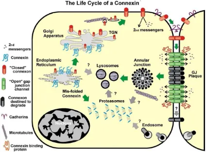 Figure 7. The life cycle of a connexin protein (Laird 2005).
