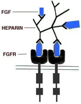 Figure 8. Illustration of FGF binding and receptor dimerization (Spivak-Kroizman, Lemmon et 
