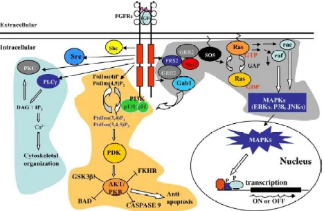 Figure 9. Intracellular signaling pathways activated by bFGF (Dailey, Ambrosetti et al