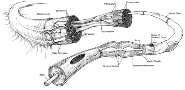 Figure  1.1  Anatomie  nerveuse.  Tirée  et  adaptée  de  l’ouvrage  Makinnon  SE.  Microsurgical  repair  of  peripheral  nerves  and  nerve  grafts