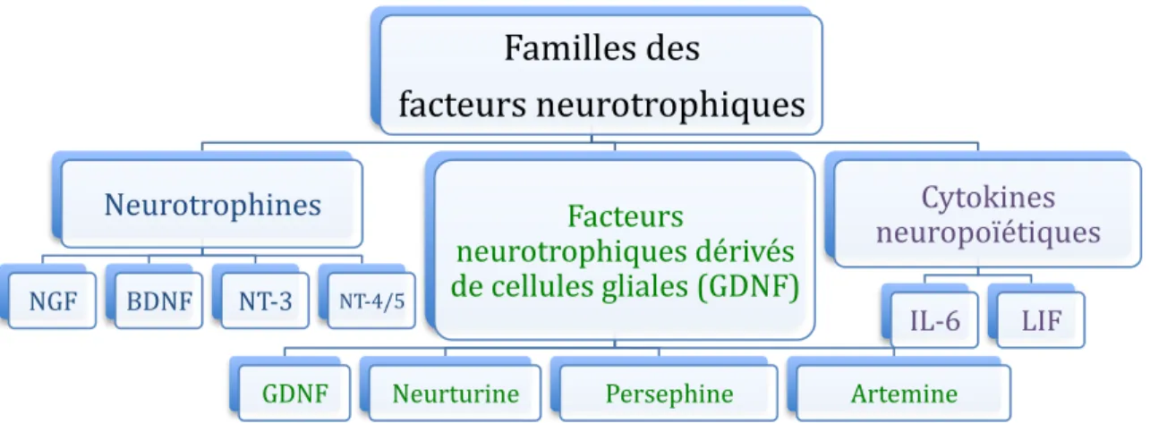Figure 1.4 Classification des différents facteurs neurotrophiques par famille 