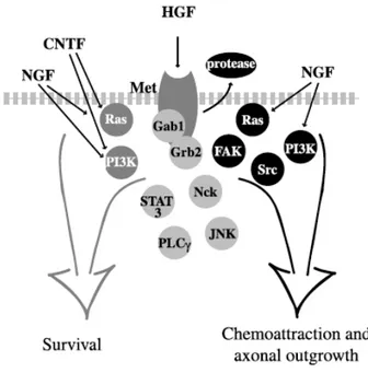 Figure  1.5  Représentation  schématique  des  voies  de  signalisation  activées  par  HGF  et  ses  actions potentiellement synergiques avec CNTF et NGF