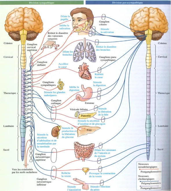 Figure 2. Représentation de l’anatomie du SNA, de ses branches sympathique et  parasympathique