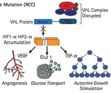 Figure 3 – Mutation du gène VHL 