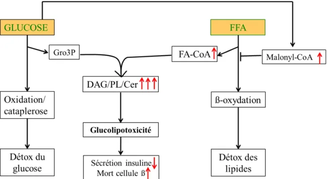 Figure  5.  Mécanisme  proposé  de  la  glucolipotoxicité  dans  la  cellule  β  pancréatique