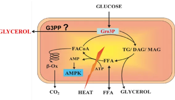 Figure 8. Rôle du cycle GL/FFA dans la détoxification des nutriments calorigéniques. Une  augmentation des niveaux du glucose mène à une provision du glycérol-3-phosphate (Gro3P)  nécessaire pour la synthèse des glycérolipides (TG, DAG, MAG) et à l’activat