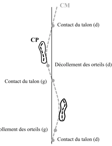 Figure  2.3.  Trajectoire  du  CM  et  du  CP  durant  la  marche.  La  ligne  grise  en  pointillé  représente  la  trajectoire  du  CM  global  alors  que  la  ligne  pointillée  noire  correspond  à  la  trajectoire du CP sous le pied en appui