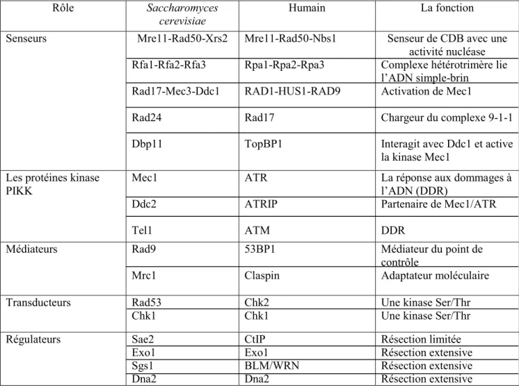 Tableau 1.1 : La liste des protéines impliquées dans l’activation du point de contrôle