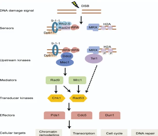 Figure 1.1 : Représentation schématique de la cascade du signal des points de contrôle des  dommages à l’ADN chez la levure