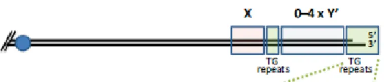 Figure 1.7: Schéma simplifié de la structure télomérique chez S. cerevisiae (Kupiec, 2014)