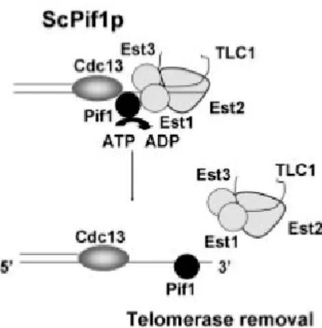 Figure 1.12: Illustration de l’action de l’hélicase Pif1 au télomère (Boule &amp; Zakian, 2006)