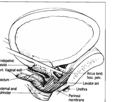 Figure 3: Vue latérale du système de support urétral (©DeLancey, 2005 avec permission)