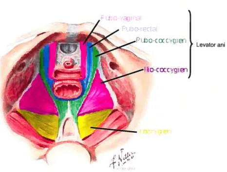 Figure 4: Anatomie des muscles du PP — vue supérieure. Adapté de Netter (1995)