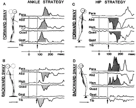 Figure 1.1. Les patrons des réponses musculaires lors de la stratégie de la cheville (A et B)  et lors de la stratégie de la hanche (C et D) suite à une translation vers l’avant (haut) et vers  l’arrière  (bas)
