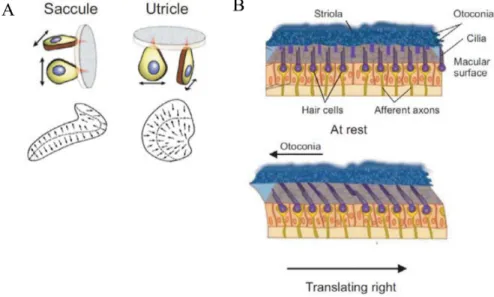 Figure 1.4. Schéma des organes otolithiques qui détectent les accélérations linéaires de la  tête