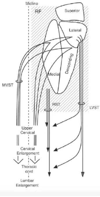 Figure 1.6. Schéma des faisceaux vestibulospinal latéral et médian. Les faisceaux naissent  au niveau des noyaux vestibulaires et voyagent au sein de la moelle épinière pour établir  des  connexions  à  différents  segments  spinaux
