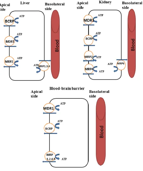 Figure 3 Schematic representation of the ABC transporter localization in liver (hepatocytes),  kidney (proximal tubule cells) and blood-brain barrier (brain endothelial cells)