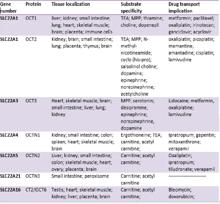 Table 1. SLC22 organic cations/carnitine transporters. Adapted from (20, 21, 82) 