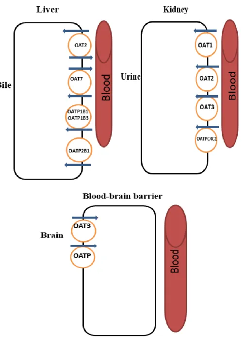 Figure 5. Schematic representation of the OATs and OATPs transporters localization in liver  (hepatocytes), kidney (proximal tubule cells) and blood-brain barrier (brain endothelial cells)