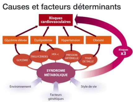 Figure 2 Les causes et les facteurs déterminants dans le développement du  syndrome métabolique  1