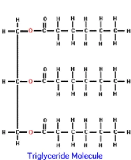 Figure 3 Triglycéride, squelette de glycérol avec 3 molécules d’acides gras.  2