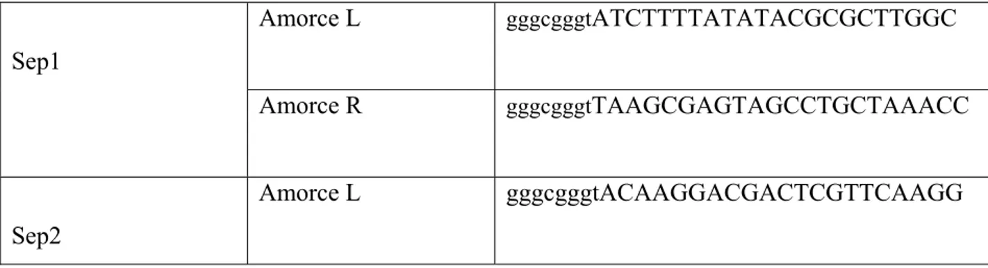 Tableau III. Les amorces utilisées pour la construction des différents ARNis 