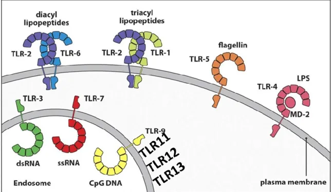 Figure 1:  Différents types de TLR Janeway 2010 adapté.  