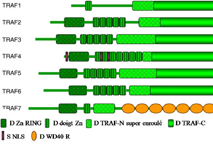 Figure 4:Structure des TRAFs montrant le symbole des différents domaines  (Xie et al 2013 adapté) 