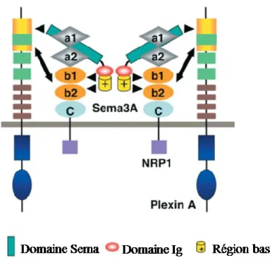 Figure 6: Modèle d’interaction entre SEMA3A et Nrp1  