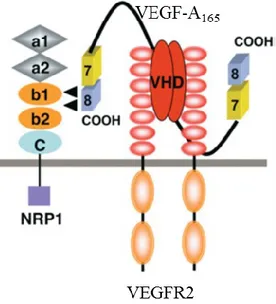 Figure 7: Modèle d’interaction entre VEGF et Nrp1montrant les différents domaines
