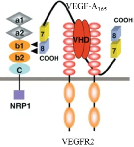 Figure 7: Modèle d’interaction entre VEGF et Nrp1montrant les différents domaines
