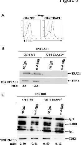 Figure 10 (3 mI ):. Requirement of TRAF1 for the recruitment of TBK1 to the 4-1BB 